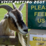 visit petting zoos