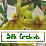 silk flowers, orchids, plants, decor, home