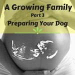 A Growing Family Part 3 Preparing Your Dog for new baby