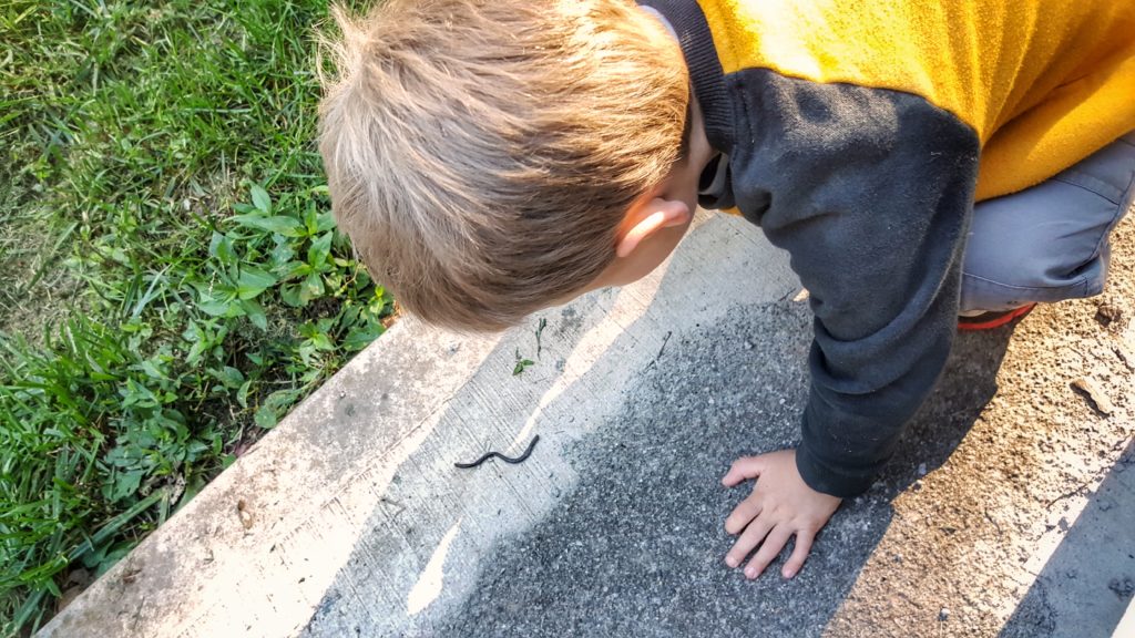 My son observing a dried up earthworm