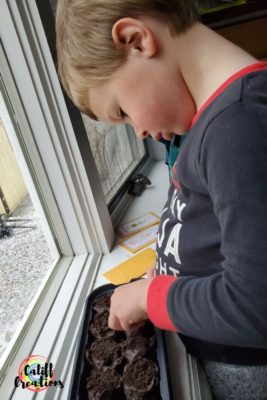 My son starting our vegetable garden at home