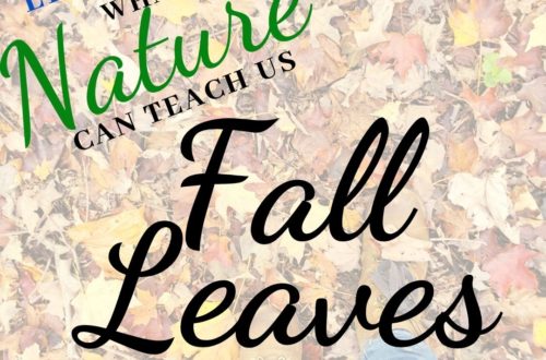 Fall Leave and Fall Play Ela Wilds What Nature Can Teach Us