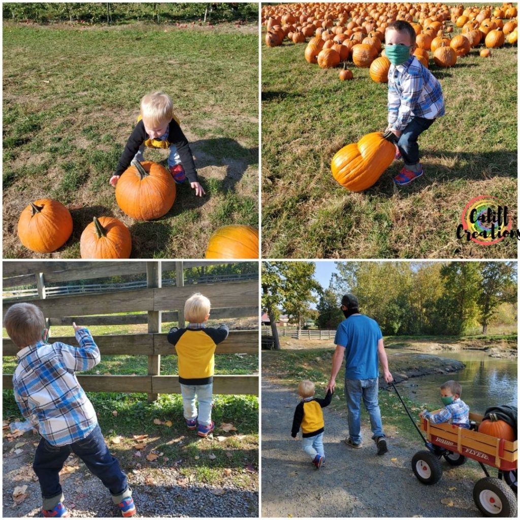 pumpkin patch: October 2020