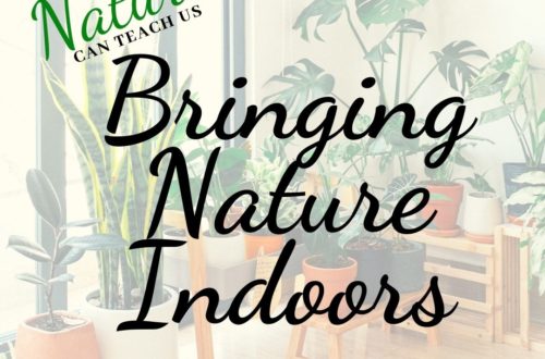 Indoor Nature - bringing nature indoors for kids