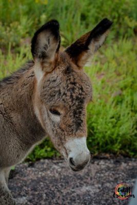 Wild donkey at Custer State Park on the Wildlife Loop Drive