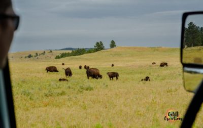 Bison at Custer State Park on the Wildlife Loop Scenic Loop