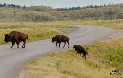Bison at Custer State Park on the Wildlife Loop Scenic Loop