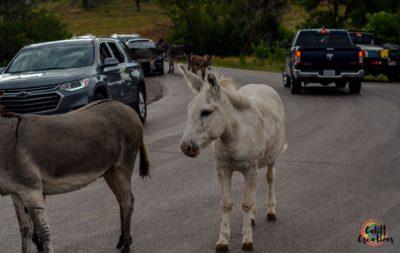 Wild donkey at Custer State Park on the Wildlife Loop Drive