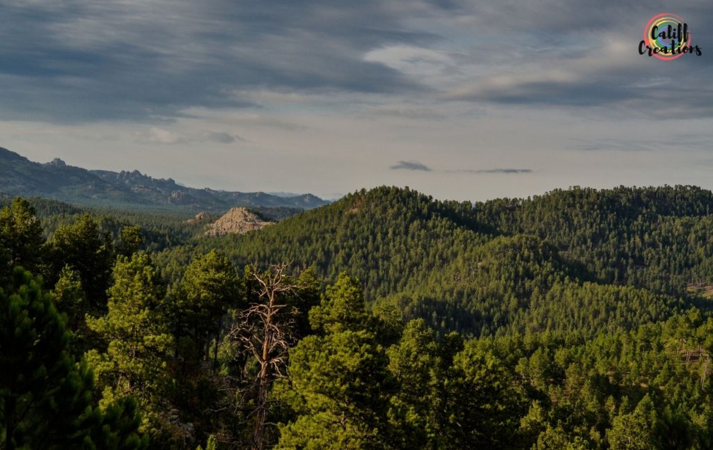 Landscape in Custer State Park, Black Hills